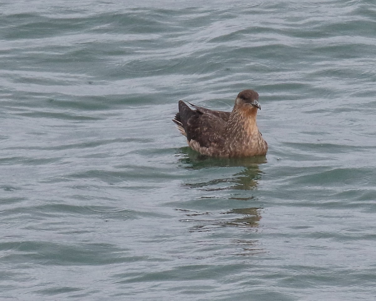 Chilean Skua - ML476009611