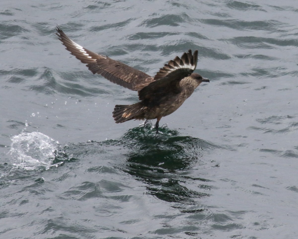 Chilean Skua - ML476009621