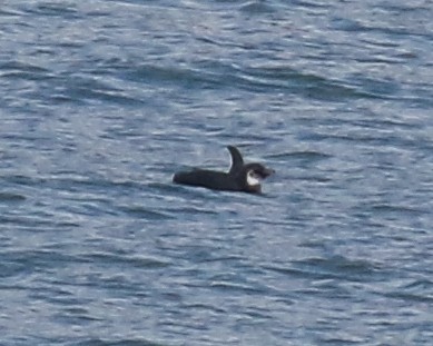 Magellanic Penguin - ML476010461