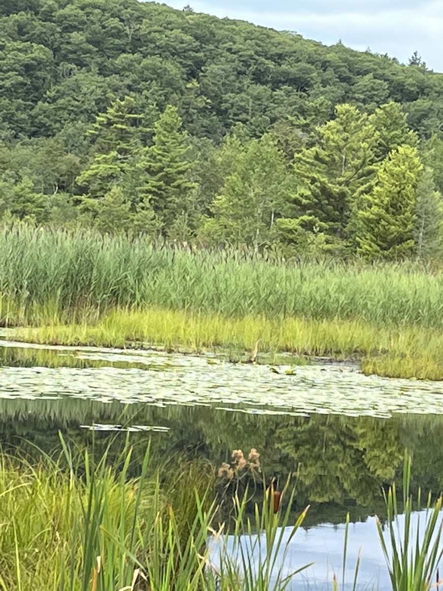 American Bittern - Shelley Harms