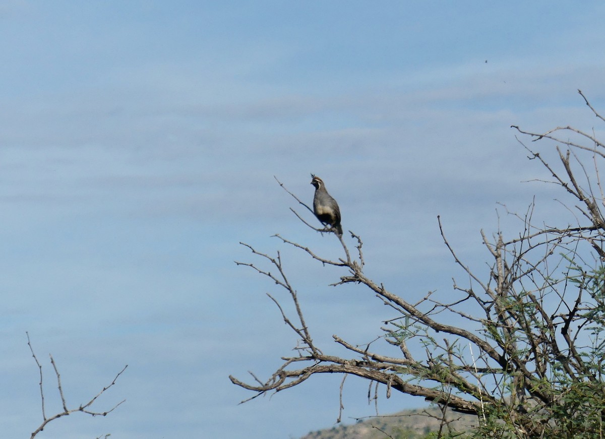 Gambel's Quail - ML476011761