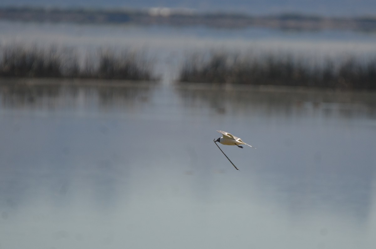 Franklin's Gull - ML476011791