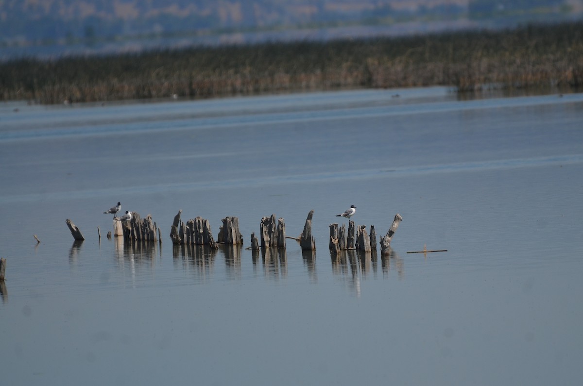 Franklin's Gull - ML476011901