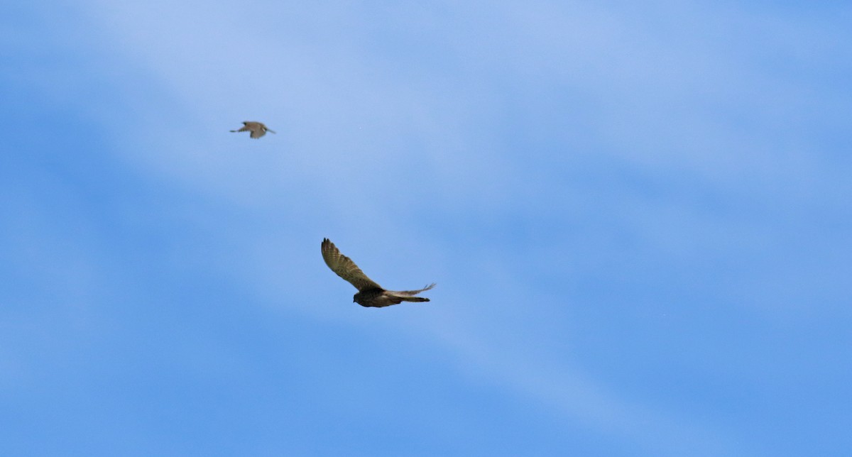 Eurasian Skylark - ML476012851