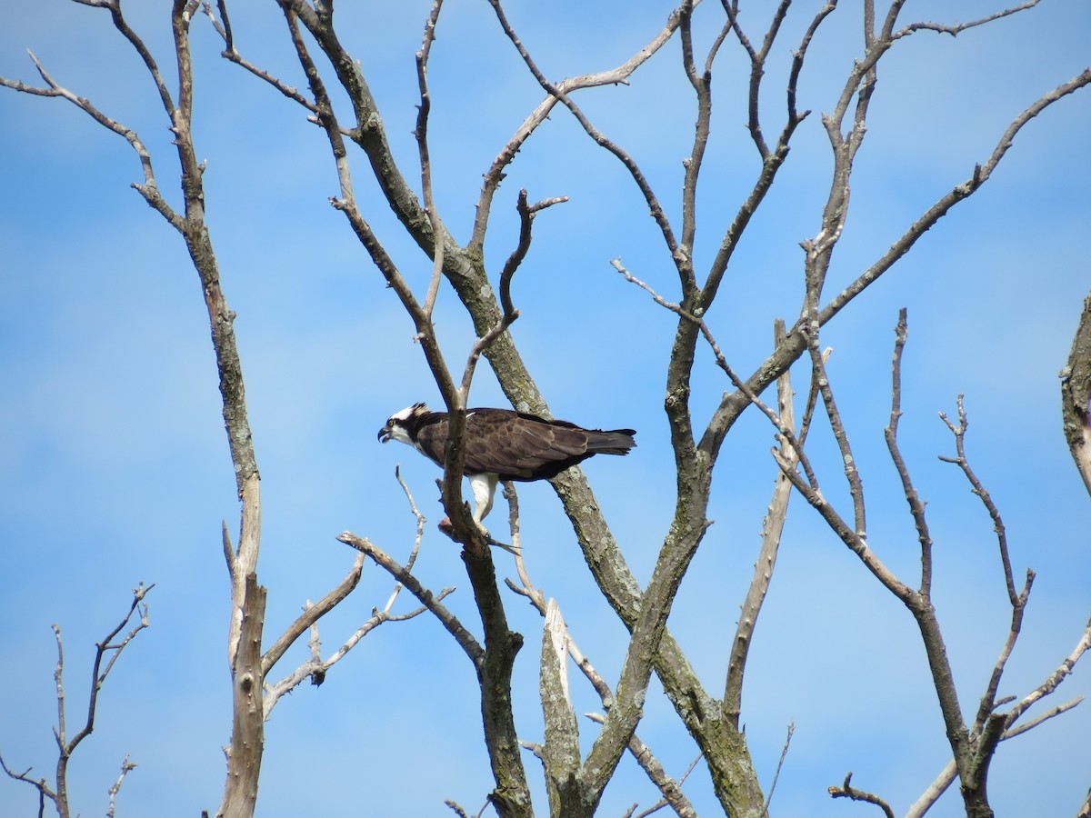 Osprey - ML476013221