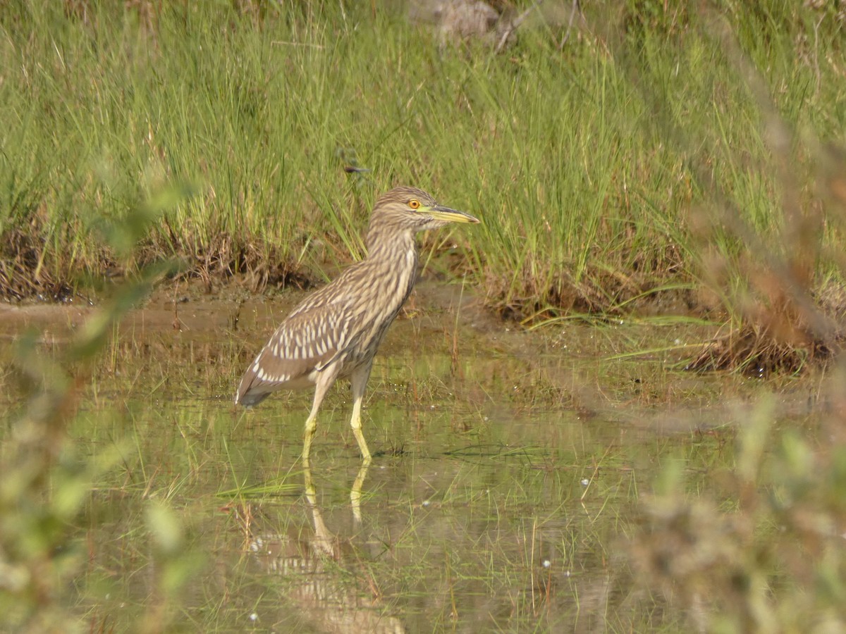 Black-crowned Night Heron - ML476013241