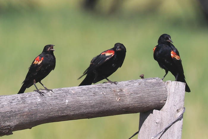 Red-winged Blackbird - Tony Godfrey