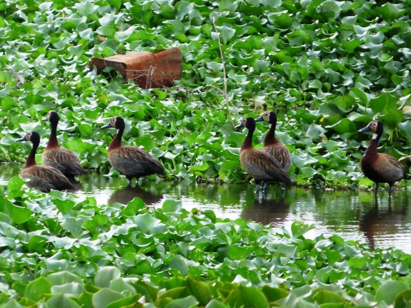 White-faced Whistling-Duck - ML47601361