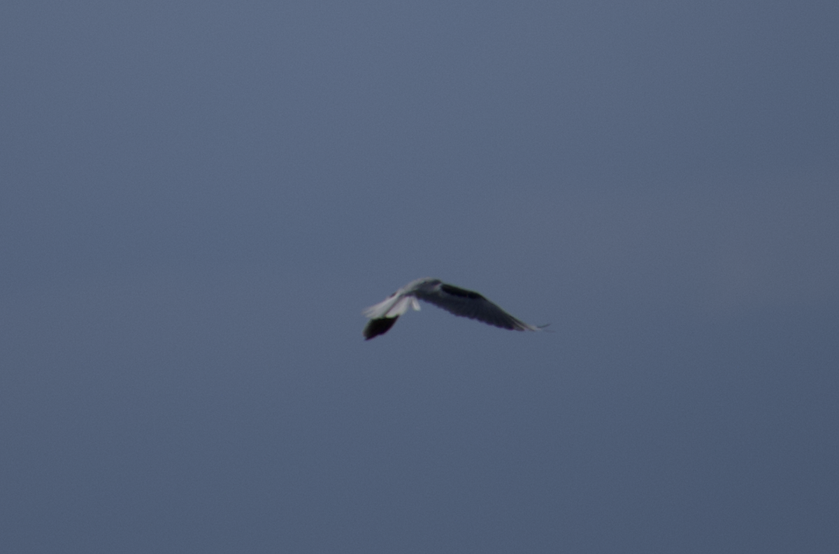 White-tailed Kite - ML476014741