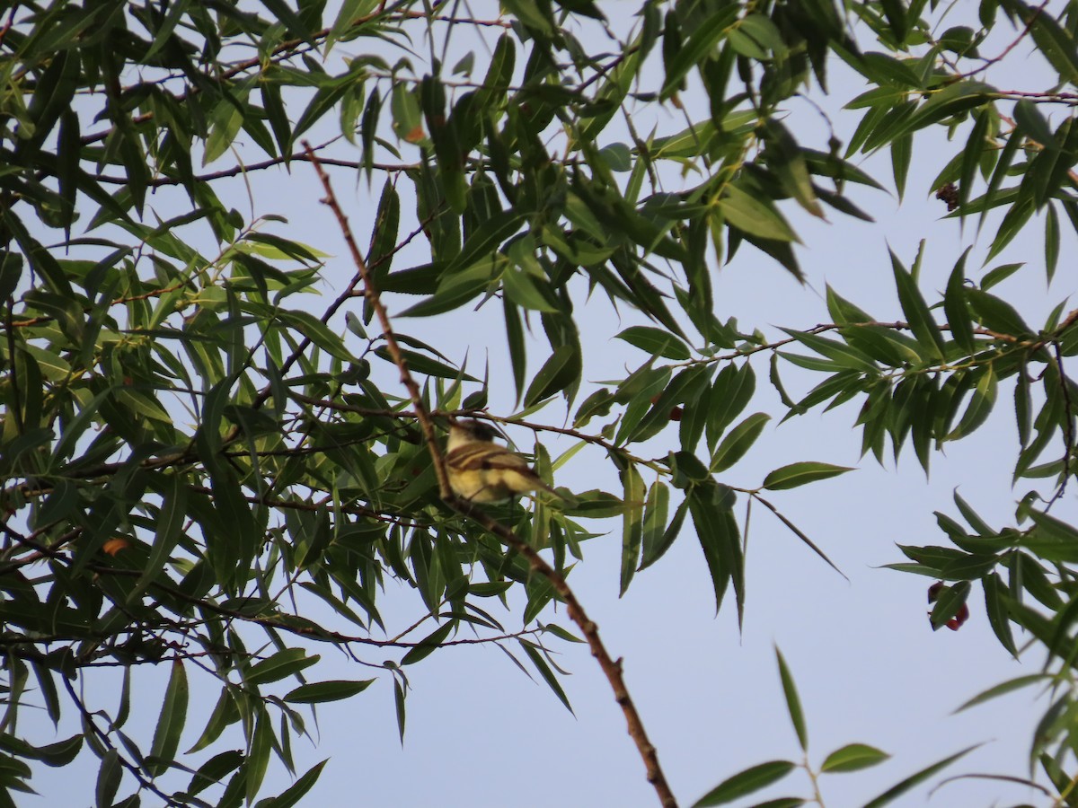 Yellow-bellied Flycatcher - ML476015381