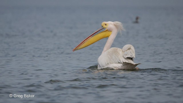 pelikán bílý - ML476015571