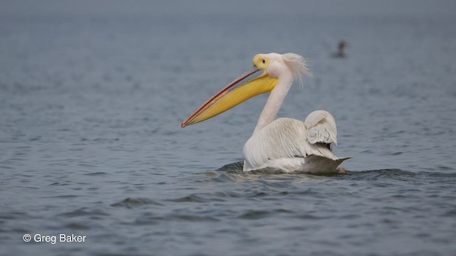Great White Pelican - ML476015571