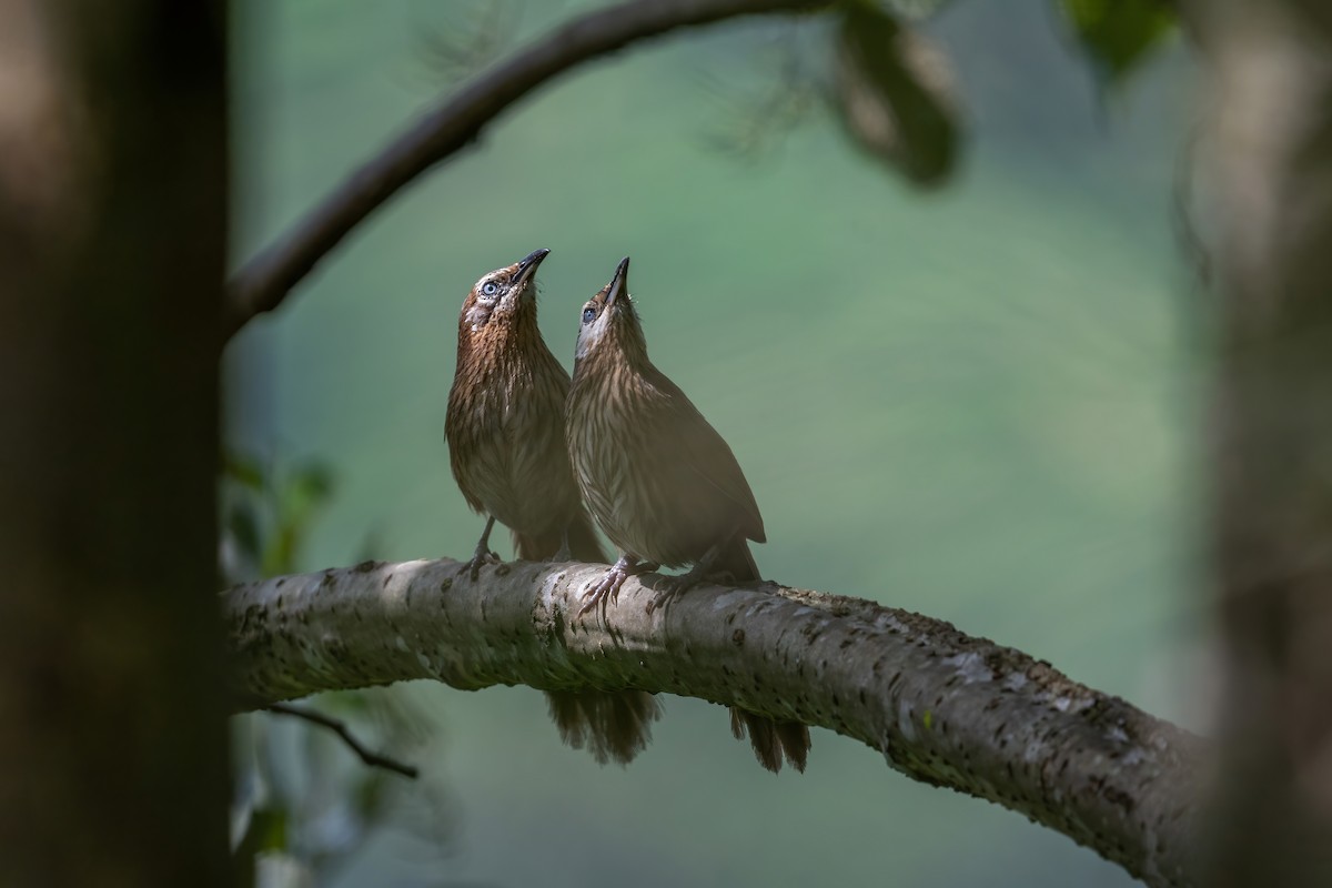 Spiny Babbler - Deepak Budhathoki 🦉