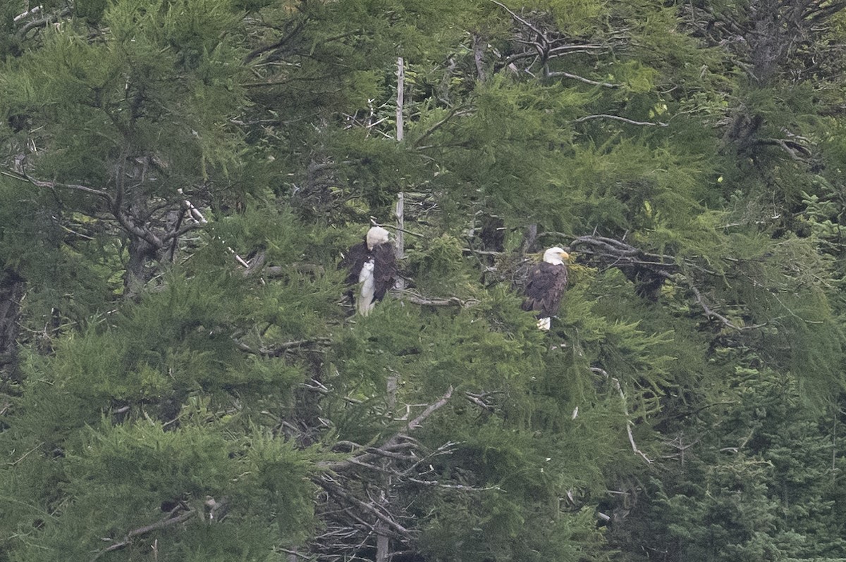 Bald Eagle - ML476015761