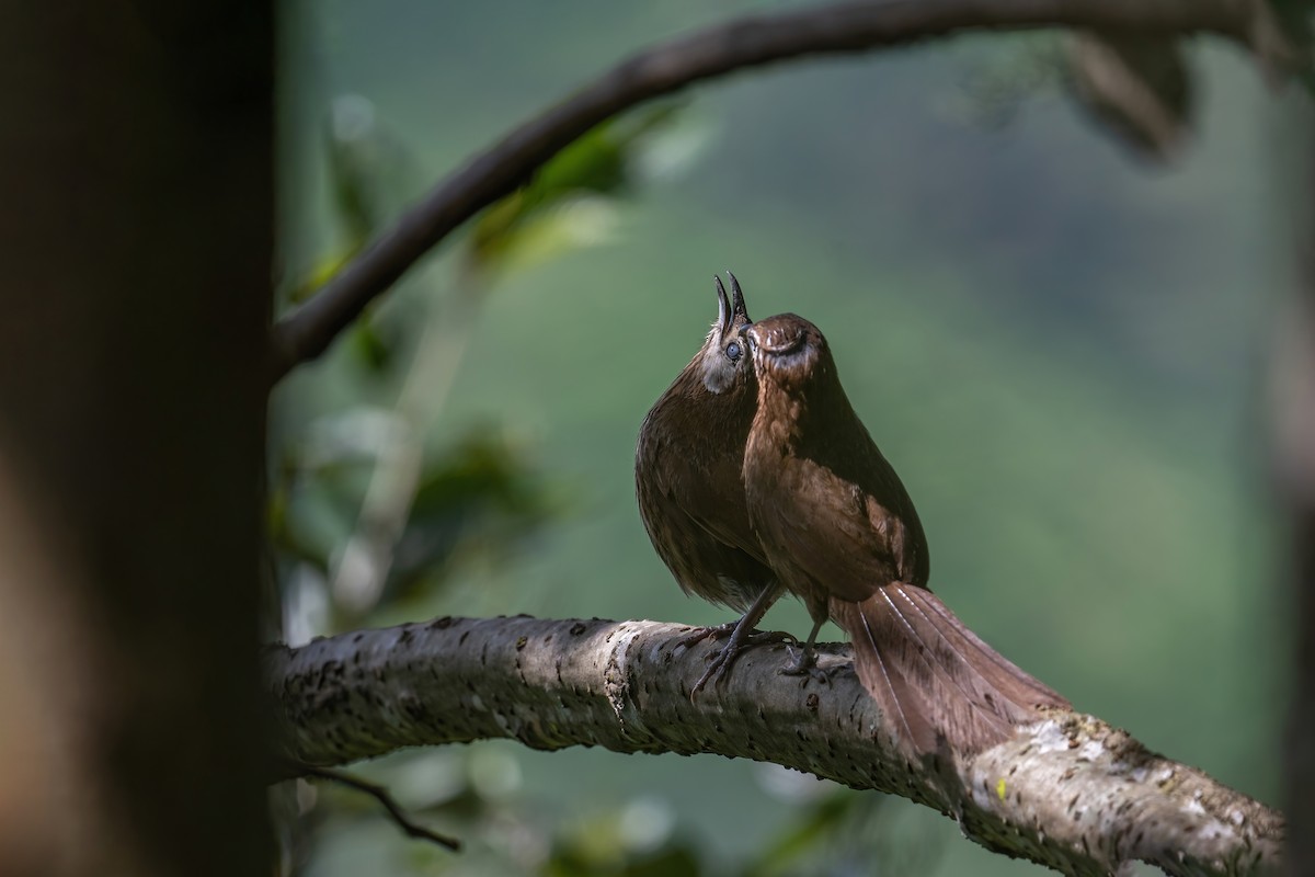 Spiny Babbler - Deepak Budhathoki 🦉