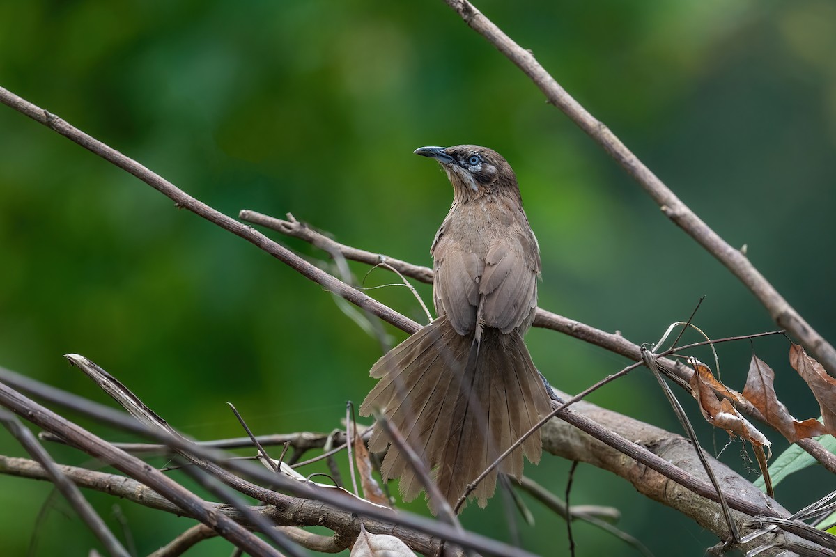 Spiny Babbler - Deepak Budhathoki 🦉