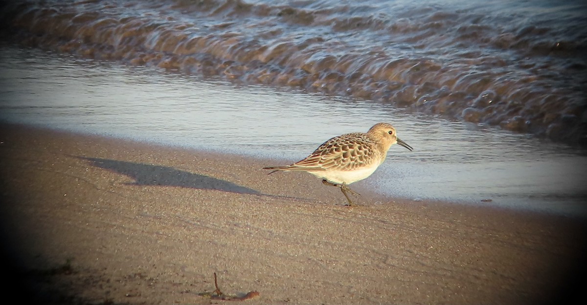 Baird's Sandpiper - Scott  Hickman