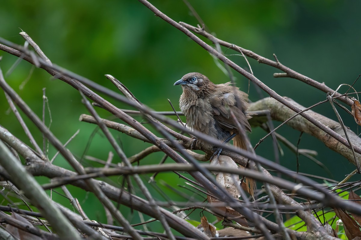 Spiny Babbler - Deepak Budhathoki 🦉