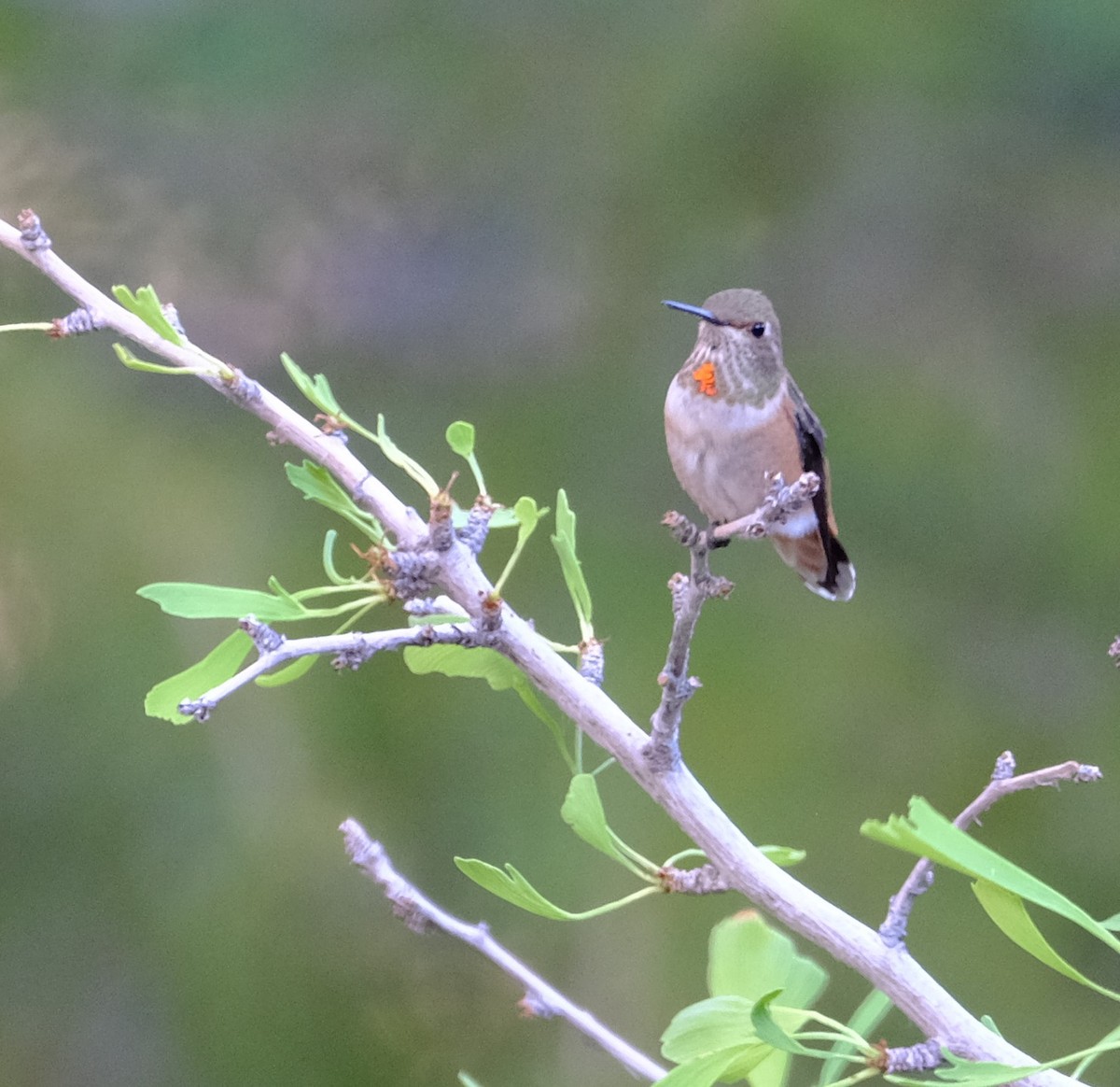 Rufous Hummingbird - ML476017531