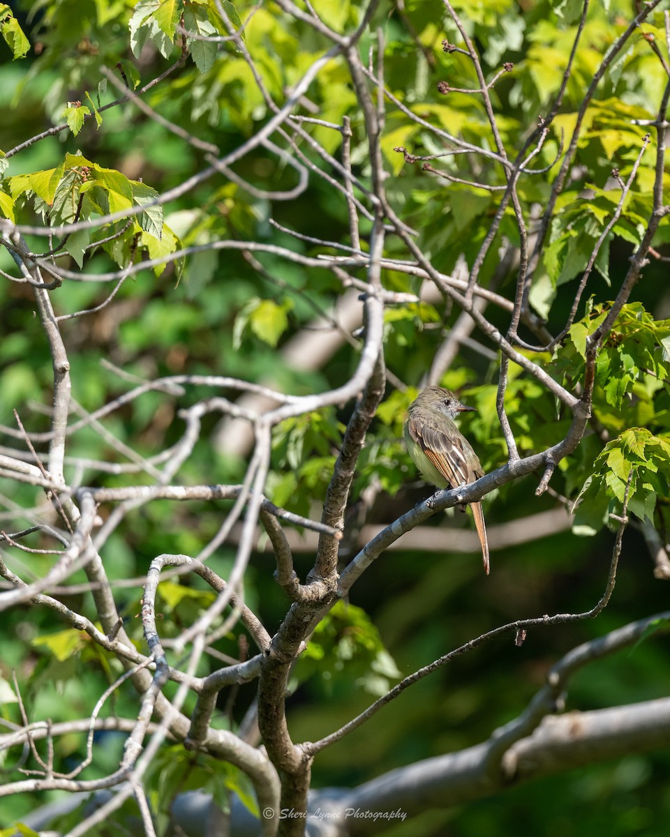 Great Crested Flycatcher - ML476018091