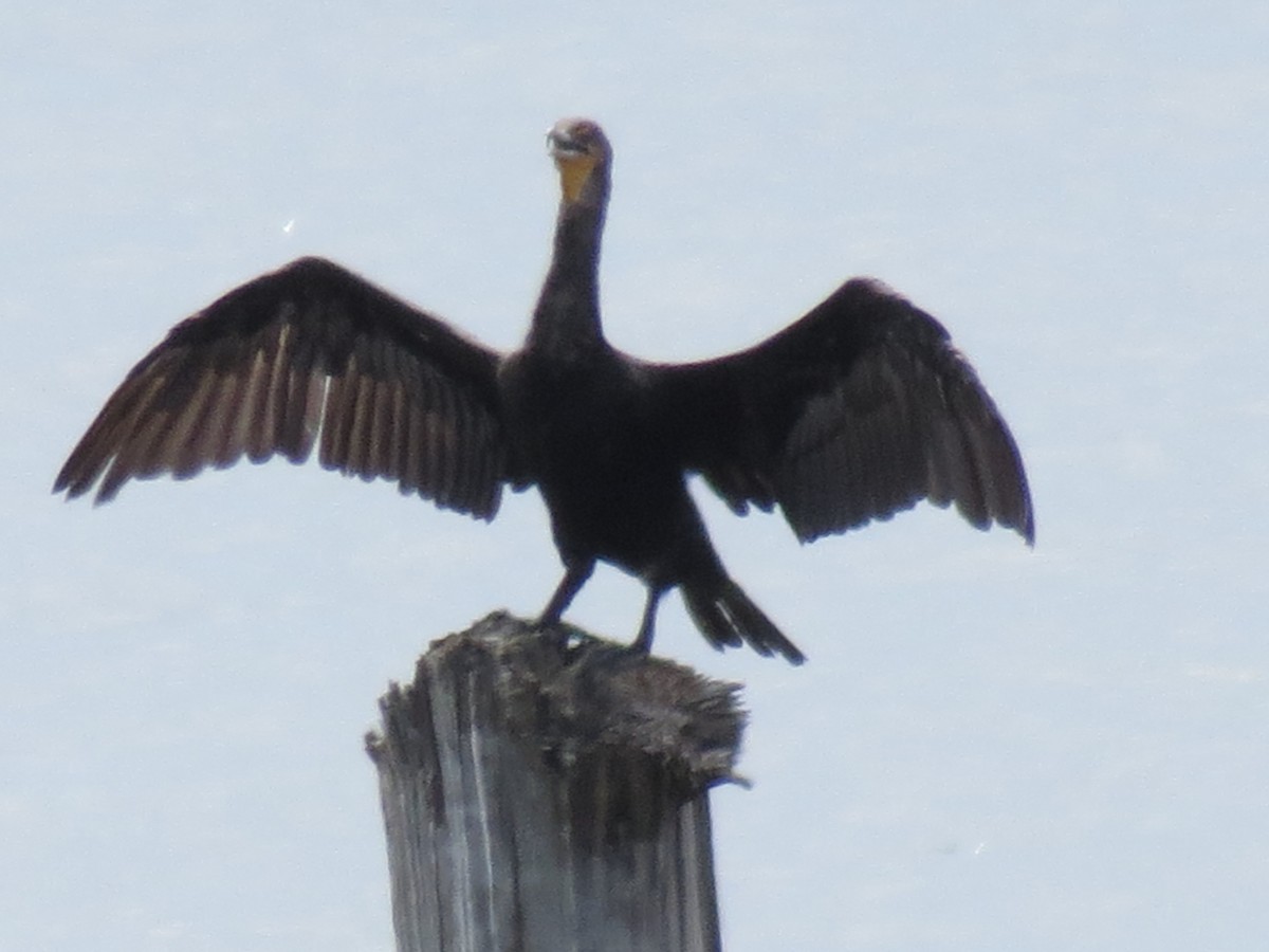 Double-crested Cormorant - ML476018461