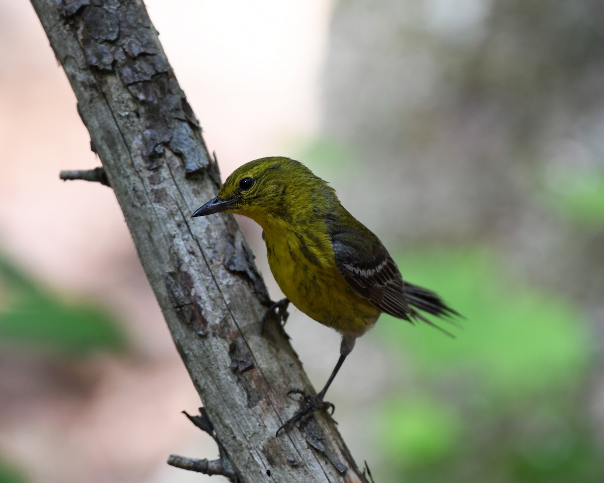 Pine Warbler - ML476019041