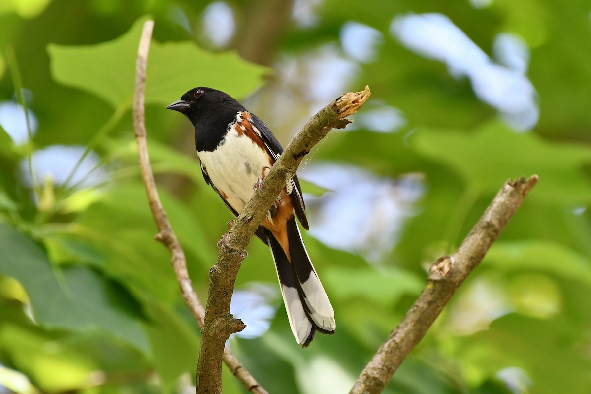 Eastern Towhee - ML476019091