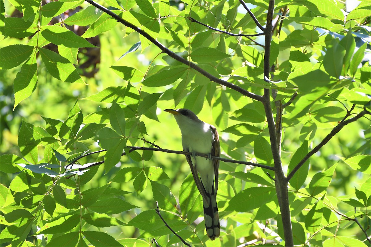 Yellow-billed Cuckoo - ML476019231