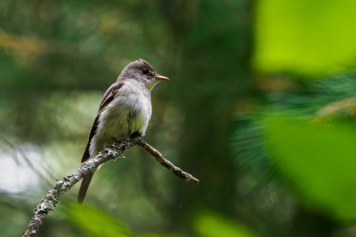 Eastern Wood-Pewee - ML476019351