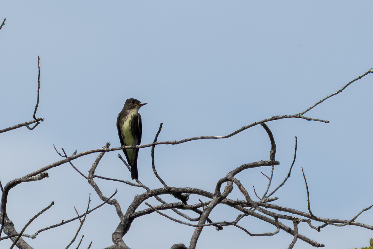 Olive-sided Flycatcher - ML476019471