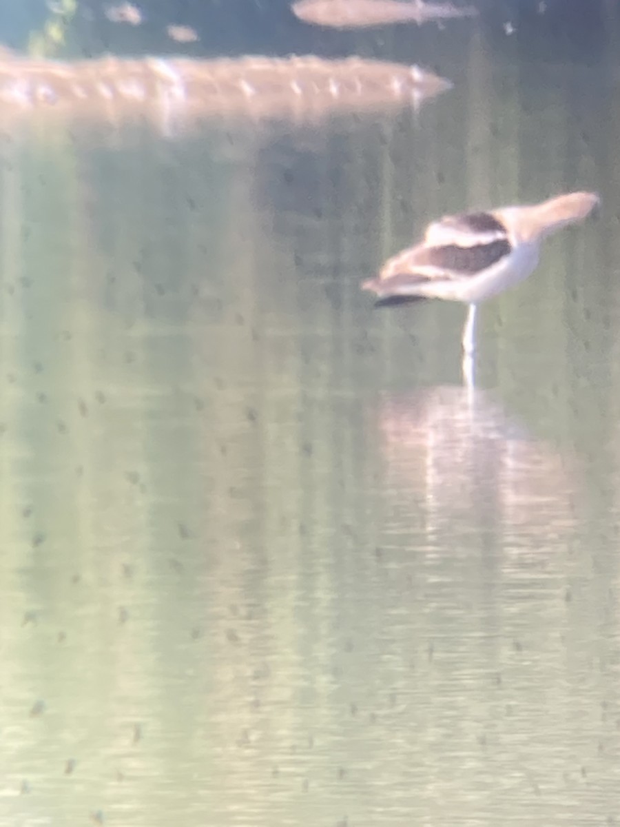 Avoceta Americana - ML476019501