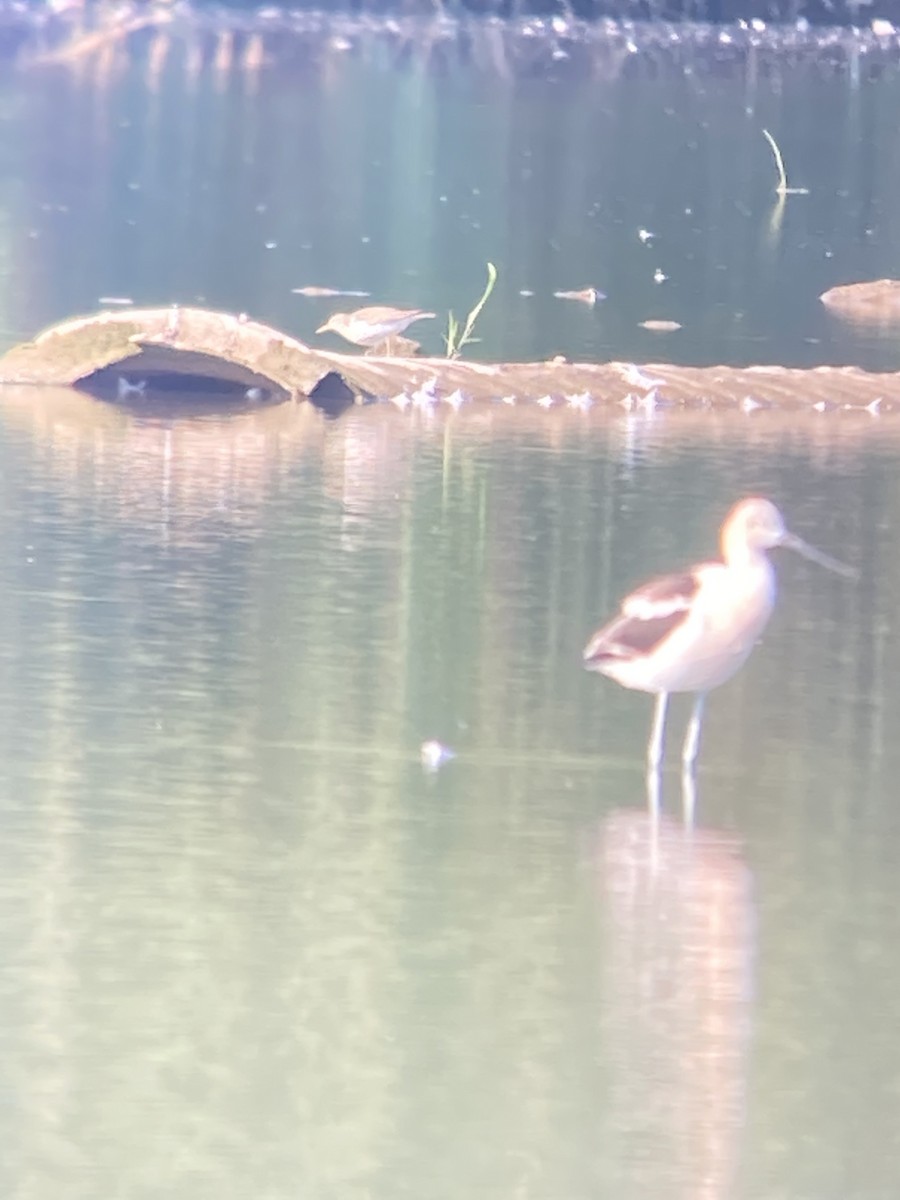 Avoceta Americana - ML476019511