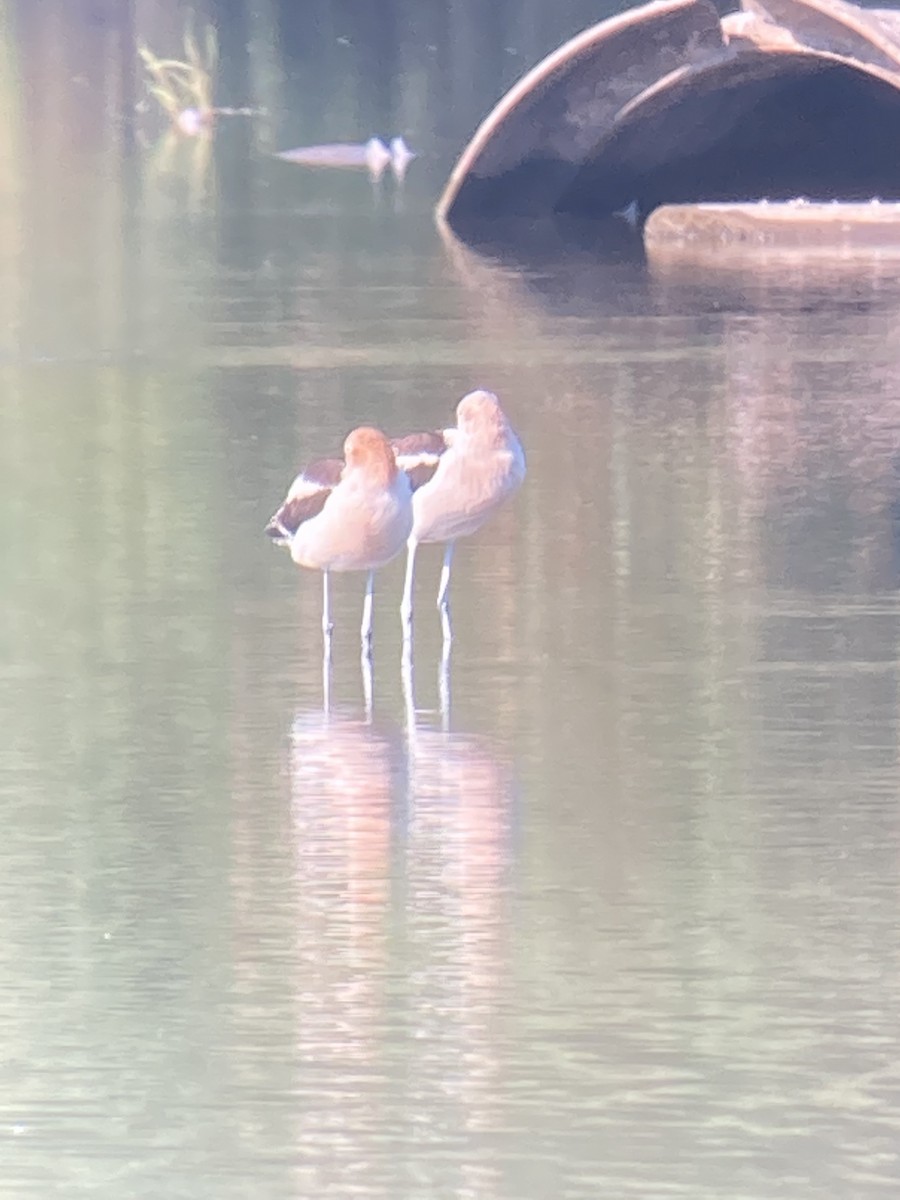 Avoceta Americana - ML476019521