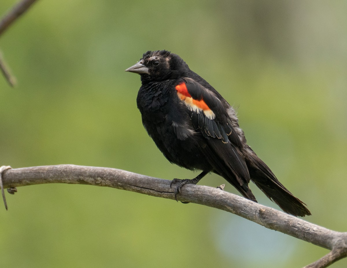 Red-winged Blackbird - Sheila and Ed Bremer