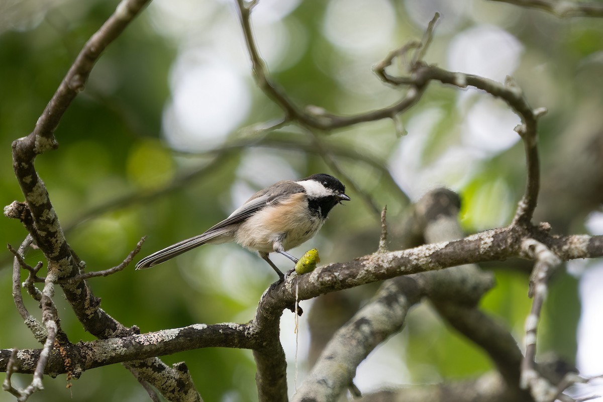 Black-capped Chickadee - ML476019581