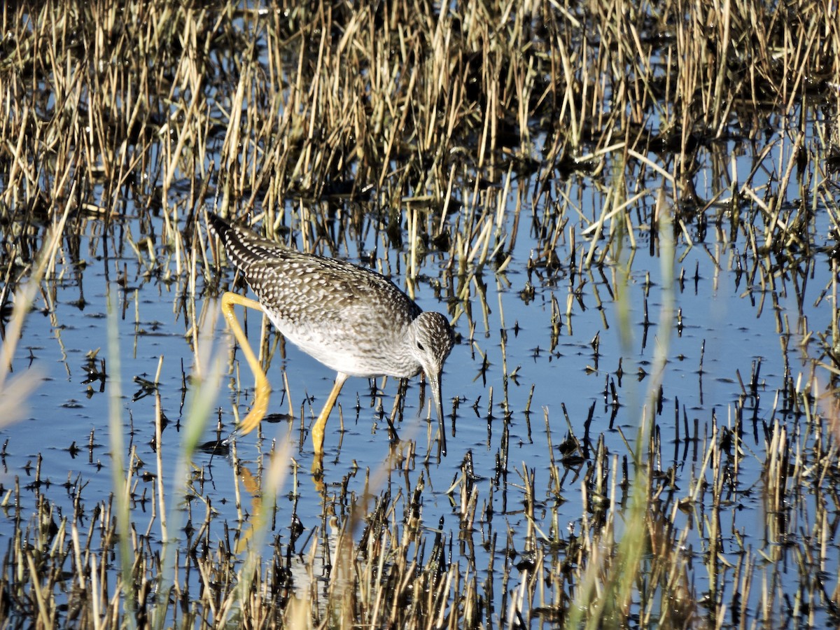 Greater Yellowlegs - ML476020001