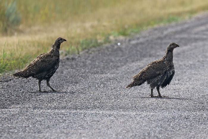 Greater Sage-Grouse - ML476021871