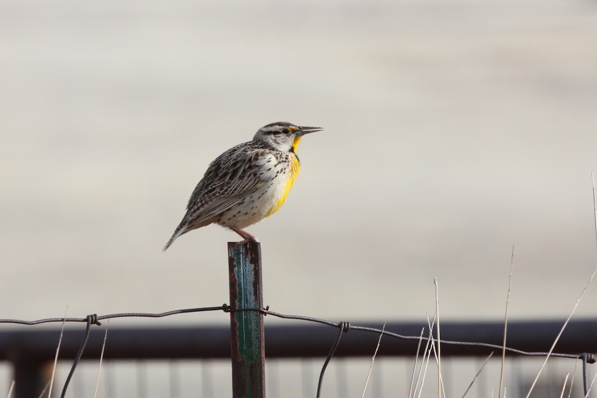 Chihuahuan Meadowlark - Dominic Sherony