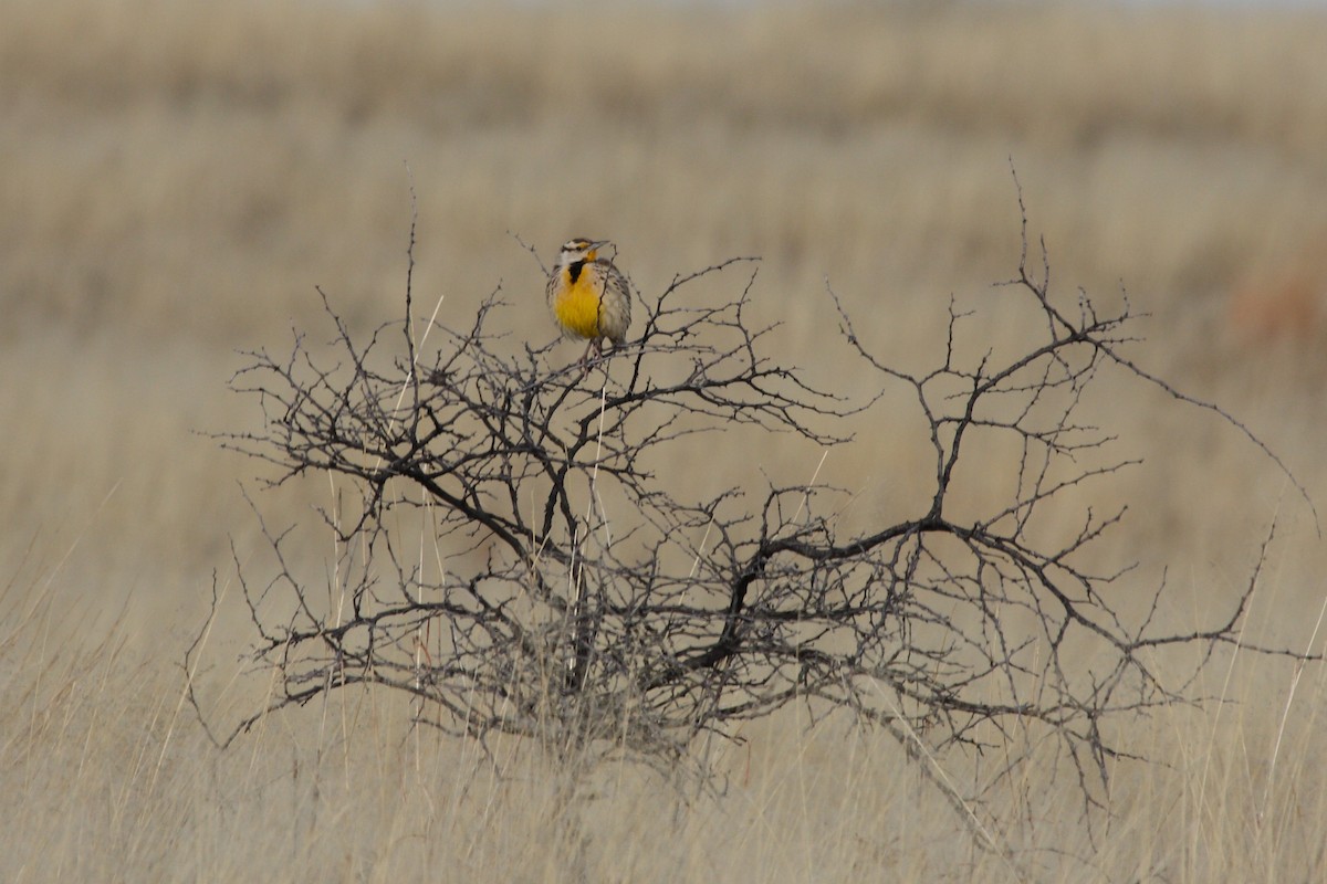 Chihuahuan Meadowlark - Dominic Sherony