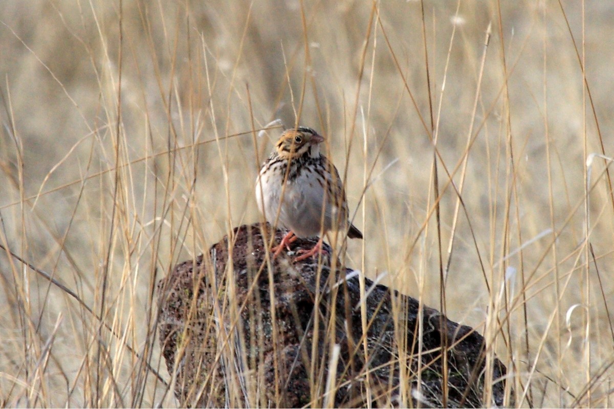 Baird's Sparrow - Dominic Sherony