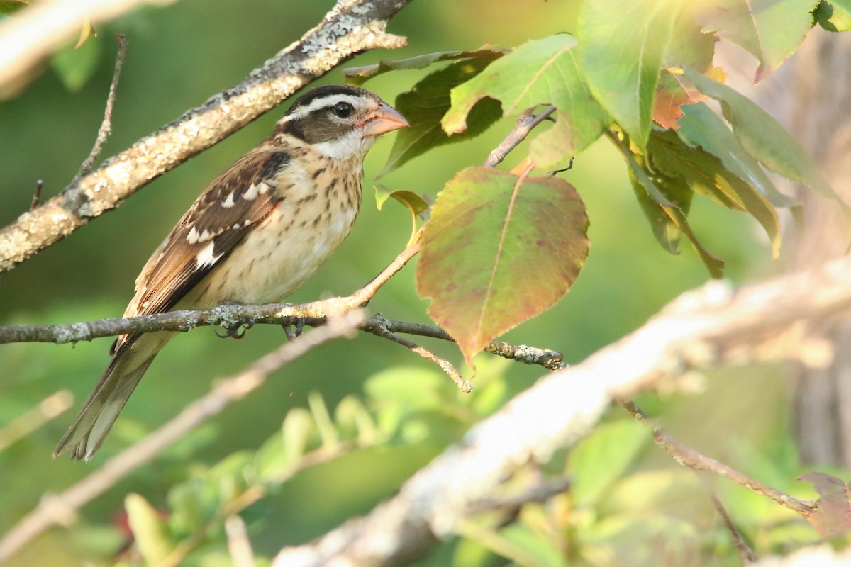 Rose-breasted Grosbeak - ML476023801