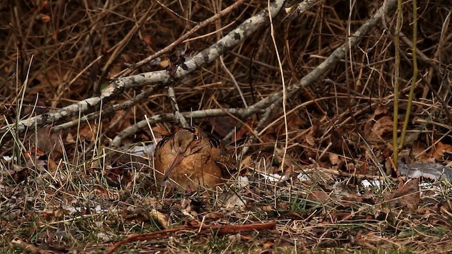 American Woodcock - ML476025