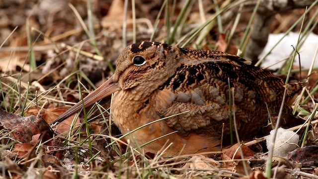 American Woodcock - ML476026