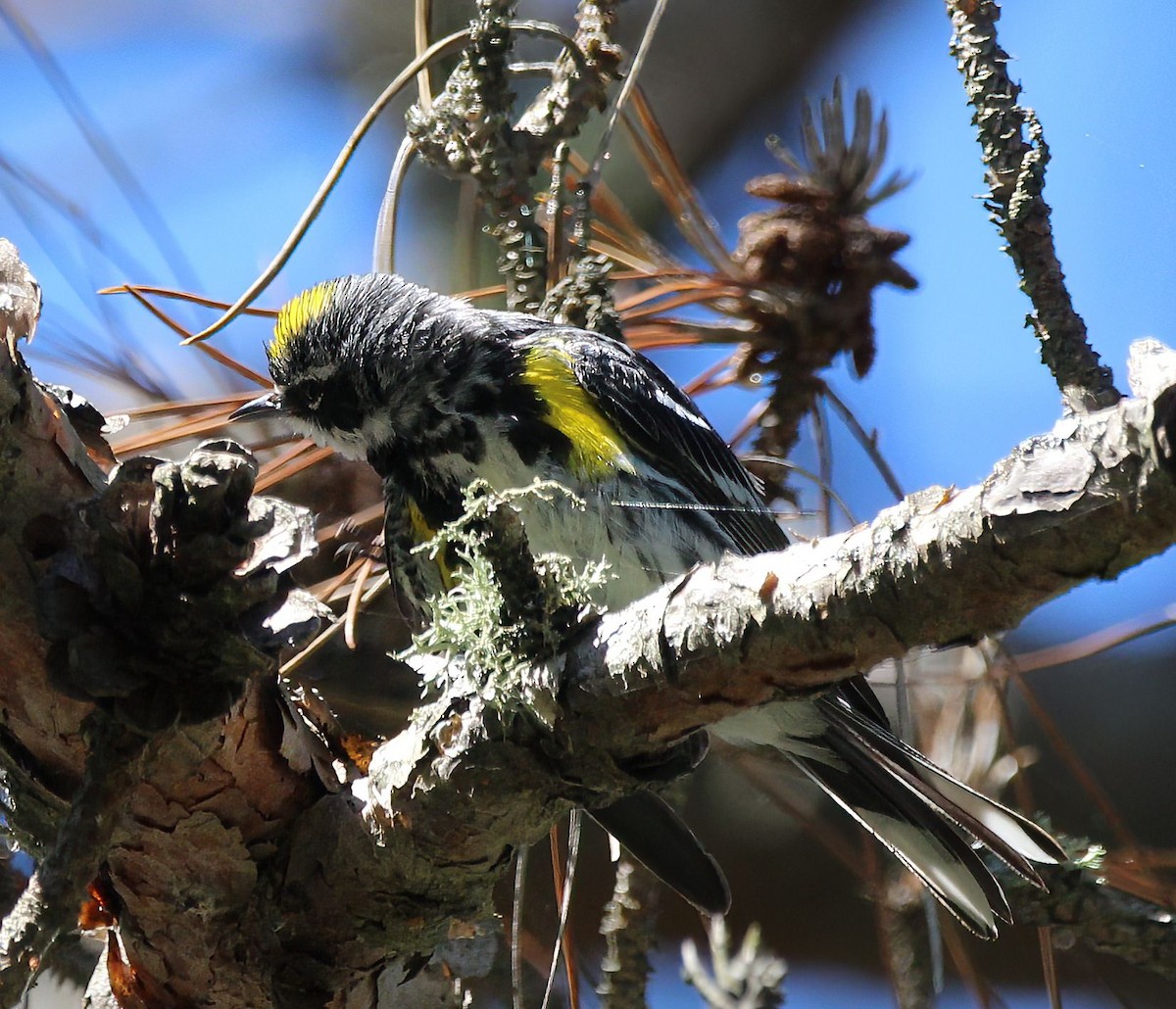 Yellow-rumped Warbler - ML476026441