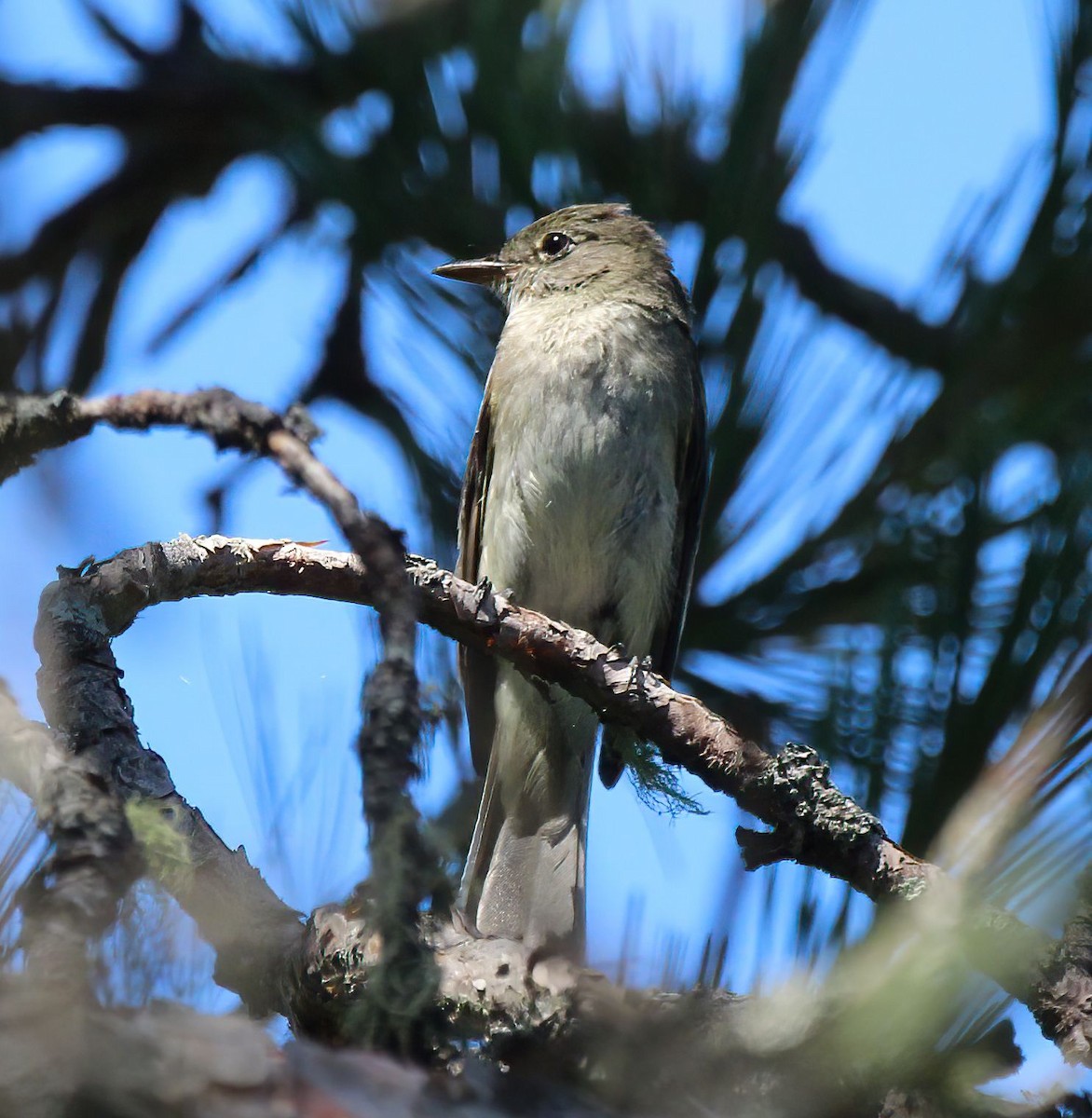 Alder Flycatcher - ML476026521