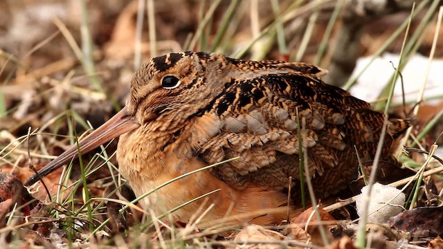 American Woodcock - ML476027