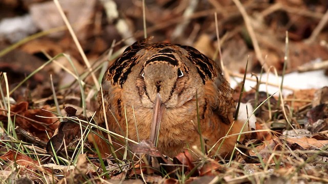 American Woodcock - ML476028