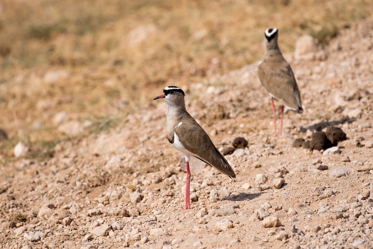 Crowned Lapwing - ML476028561