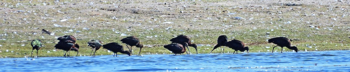 White-faced Ibis - Sharon Dewart-Hansen