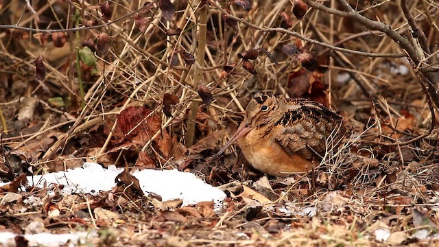 American Woodcock - ML476030